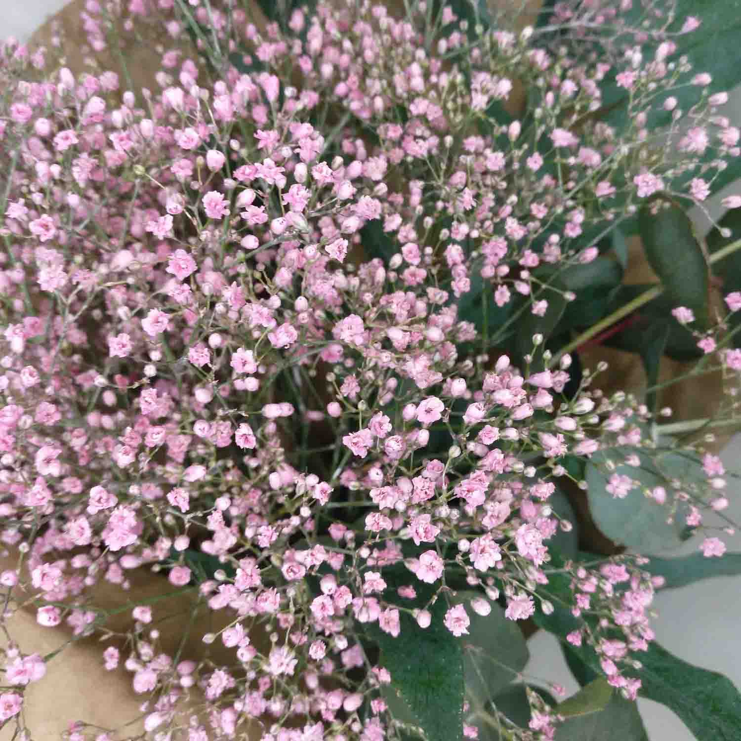 paniculata_color_detalle