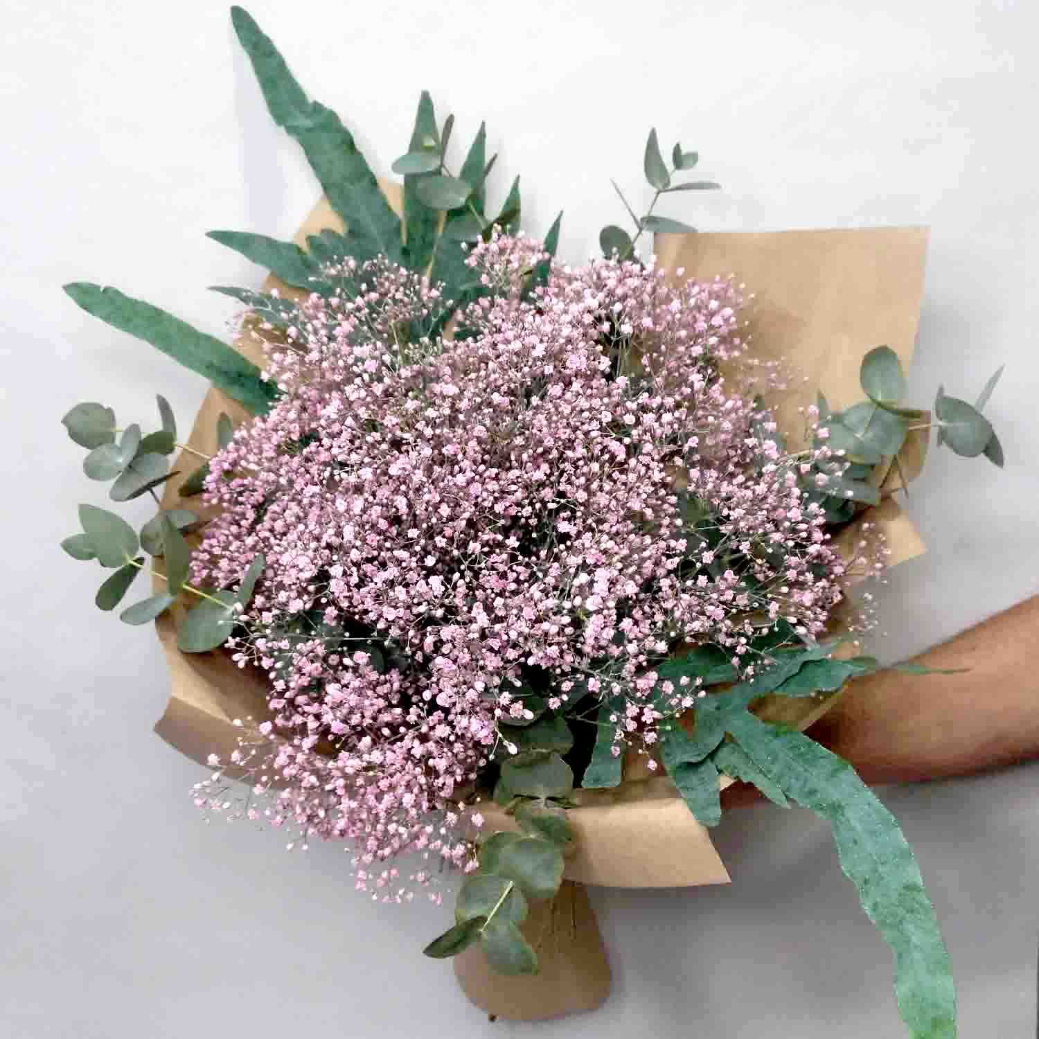 paniculata_color_mediano_3